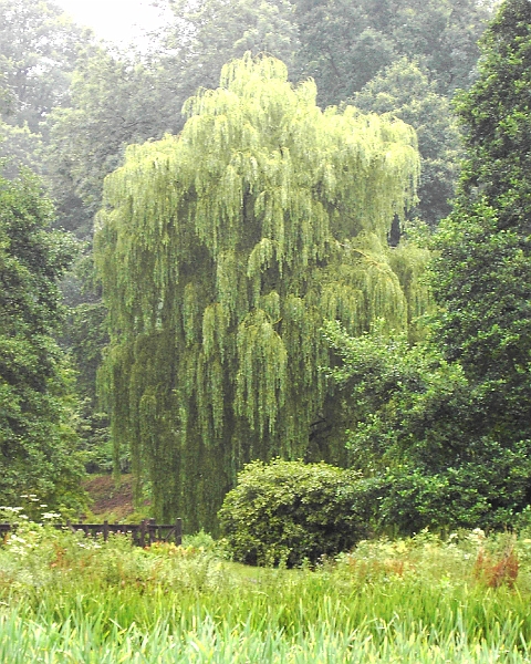 PICT0213 Willow Ightham Mote.JPG - Willow Ightham Mote